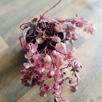 Peperómia (Peperomia caperata) ´CREME BRULEE´ - výška 10-15 cm ⌀ 15-20 cm, kont. C1L